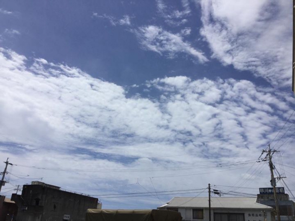 鹿児島 お茶